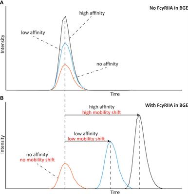 Affinity capillary electrophoresis – mass spectrometry permits direct binding assessment of IgG and FcγRIIa in a glycoform-resolved manner